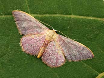 Idaea ostrinaria Hb. adulte - �Daniel Morel