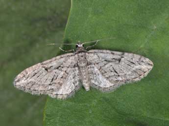 Eupithecia oxycedrata Rbr adulte - �Philippe Mothiron