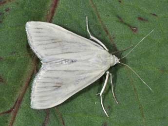 Sitochroa palealis D. & S. adulte - �Philippe Mothiron