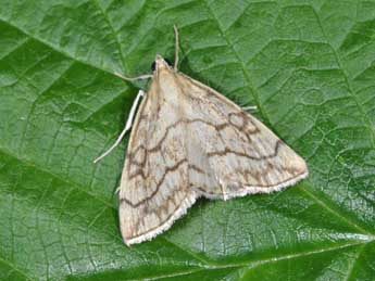 Evergestis pallidata Hfn. adulte - �Philippe Mothiron