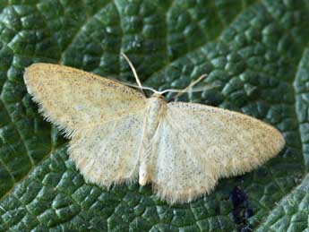 Idaea pallidata D. & S. adulte - �Daniel Morel & Lionel Taurand