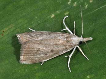 Calamotropha paludella Hb. adulte - �Philippe Mothiron