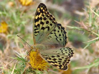 Argynnis pandora D. & S. adulte - �Patrick Gros
