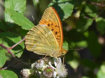 Argynnis paphia L. adulte - �Philippe Mothiron