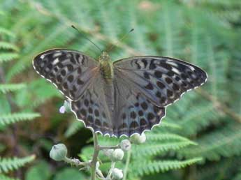 Argynnis paphia L. adulte - �Philippe Mothiron