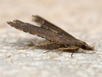 Diplopseustis perieresalis Wlk. adulte - �Pierre Gros