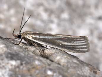 &copy;Philippe Mothiron. Crambus perlellus Scop.