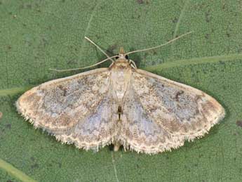 Anania perlucidalis Hb. adulte - �Matthew Gandy