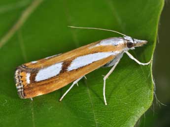 Catoptria permutatellus H.-S. adulte - �Philippe Mothiron