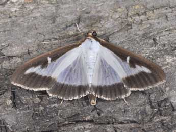 Cydalima perspectalis Wlk. adulte - �Philippe Mothiron