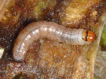  Chenille de Hydraecia petasitis Dbld. - �Wolfgang Wagner, www.pyrgus.de