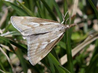 Catoptria coulonellus Dup. adulte - �Heiner Ziegler