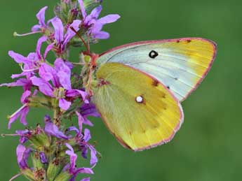 Colias phicomone Esp. adulte - �Lionel Taurand