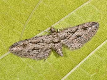 Eupithecia phoeniceata Rbr adulte - �Philippe Mothiron