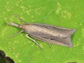 Chilo phragmitellus Hb. adulte - �Philippe Mothiron