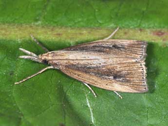 Chilo phragmitellus Hb. adulte - �Philippe Mothiron