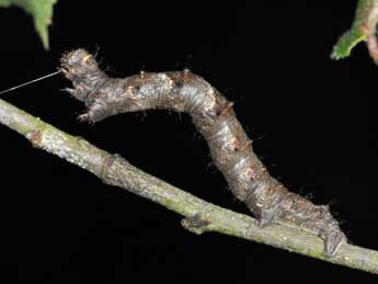  Chenille de Phigalia pilosaria D. & S. - �Philippe Mothiron