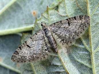 Eupithecia distinctaria H.-S. adulte - �Daniel Morel