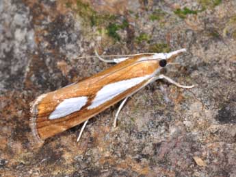 Catoptria pinella L. adulte - �Philippe Mothiron