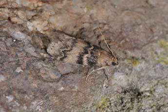 Euzophera pinguis Hw. adulte - �Philippe Mothiron