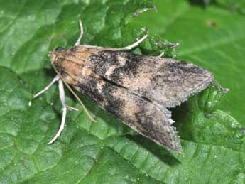 Euzophera pinguis Hw. adulte - �Philippe Mothiron