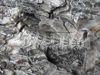  Chenille de Dendrolimus pini L. - �Philippe Mothiron