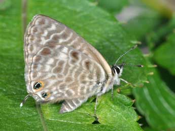 Leptotes pirithous L. adulte - �Philippe Mothiron