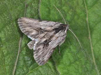 Calophasia platyptera Esp. adulte - �Philippe Mothiron