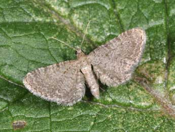 Eupithecia plumbeolata Hw. adulte - �Philippe Mothiron
