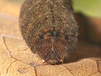  Chenille de Polypogon plumigeralis Hb. - �Wolfgang Wagner, www.pyrgus.de