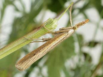 Agriphila poliellus Tr. adulte - �Friedmar Graf