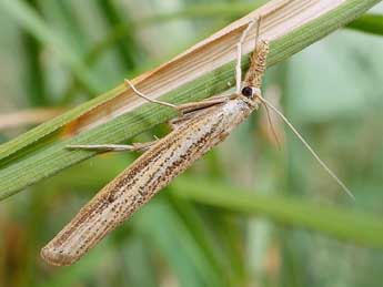 Agriphila poliellus Tr. adulte - �Friedmar Graf