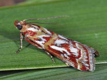 Acrobasis porphyrella Dup. adulte - �Philippe Mothiron