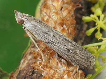 Epischnia prodromella Hb. adulte - �Friedmar Graf