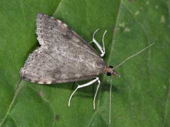 Udea prunalis D. & S. adulte - �Philippe Mothiron