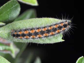  Chenille de Rhagades pruni D. & S. - �Philippe Mothiron