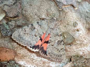 Catocala puerpera Giorna adulte - �Tristan Lafranchis