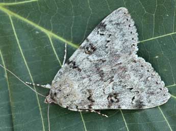 Catocala puerpera Giorna adulte - �Daniel Morel