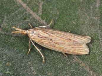 Ematheudes punctella Tr. adulte - �Philippe Mothiron