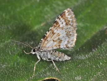 Epirrhoe pupillata Thnbg adulte - �Philippe Mothiron