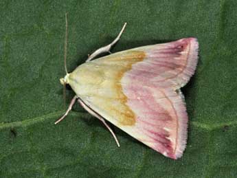 Eublemma purpurina D. & S. adulte - �Philippe Mothiron