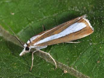 Catoptria pyramidellus Tr. adulte - �Philippe Mothiron