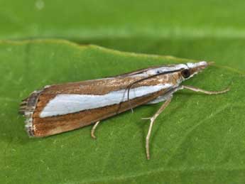 Catoptria pyramidellus Tr. adulte - �Philippe Mothiron