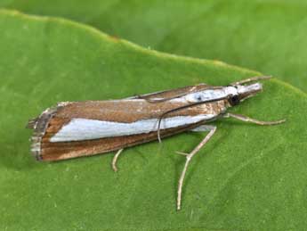 Catoptria pyramidellus Tr. adulte - �Philippe Mothiron