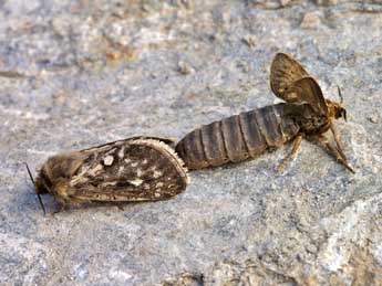 Pharmacis pyrenaica Donz. adulte - �Lionel Taurand