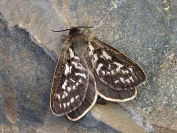 Pharmacis pyrenaica Donz. adulte - �Lionel Taurand