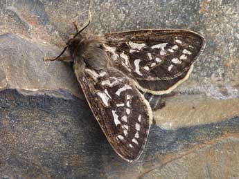 Pharmacis pyrenaica Donz. adulte - �Lionel Taurand