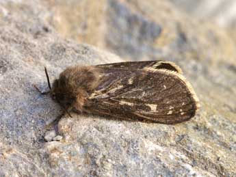 Pharmacis pyrenaica Donz. adulte - �Lionel Taurand