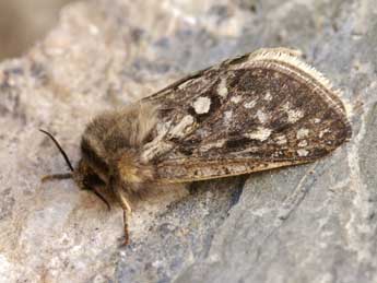 Pharmacis pyrenaica Donz. adulte - �Lionel Taurand