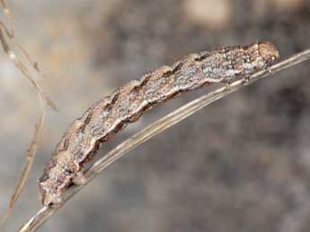  Chenille de Psodos quadrifaria Sulz. - �Wolfgang Wagner, www.pyrgus.de